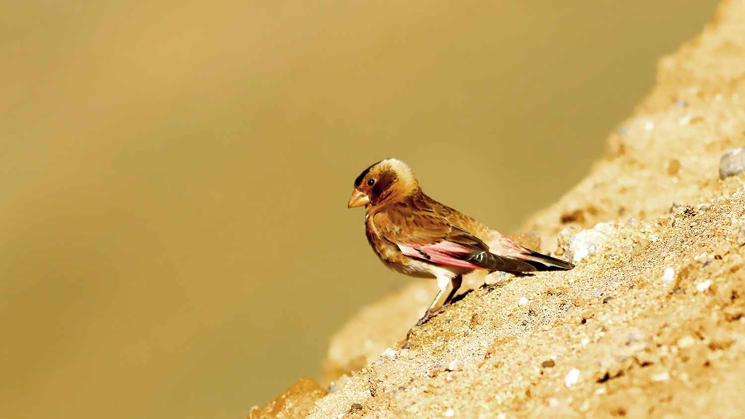Crimson-winged Finch